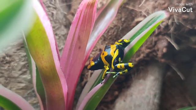 Лягушатам leucomelas 2 недели. Как изменился окрас. How did the color change after 2 weeks. смотреть онлайн