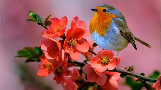 Инструментальная композиция "Удивительный мир птиц". Душевная музыка. смотреть онлайн