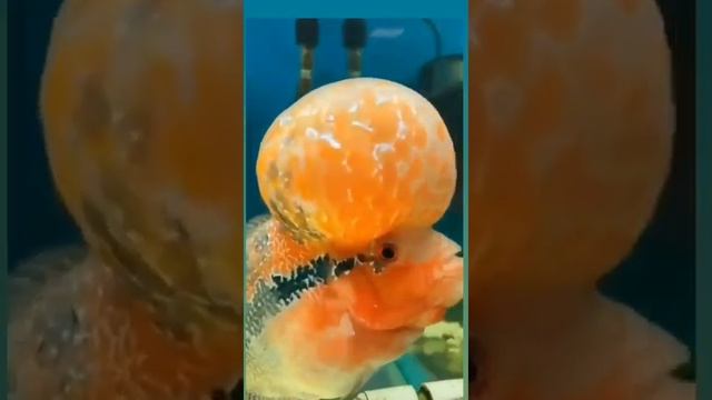 Рыба мандарин ??? смотреть онлайн