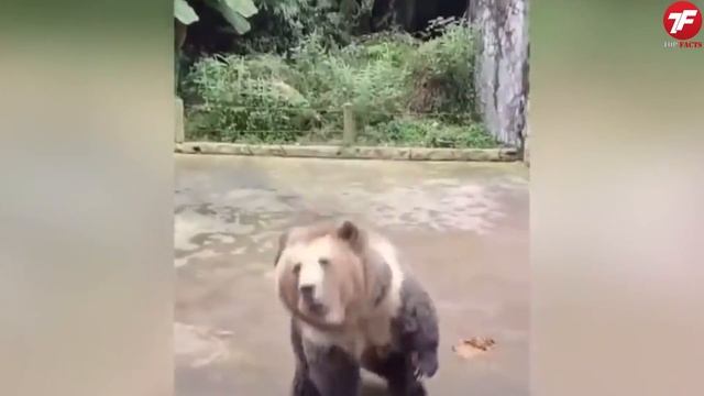 Такое не Каждый День Увидишь! Эти Видео Повезло Снять на Камеру смотреть онлайн