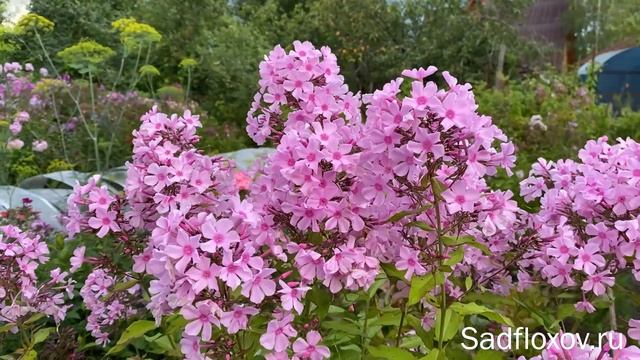 Флокс для срезки Плюмаж, селекции Т.П. Шаповал смотреть онлайн