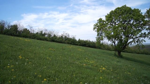 Paeonia tenuifolia and birds 2, Zau de campie смотреть онлайн