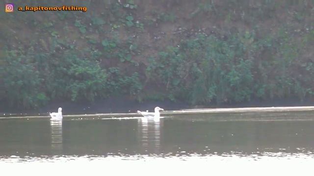Москва река / Фидер - Рыбалка на Леща смотреть онлайн