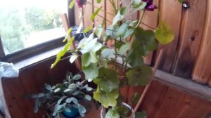 Голубь залетел на балкон. ЗАЧЕМ???