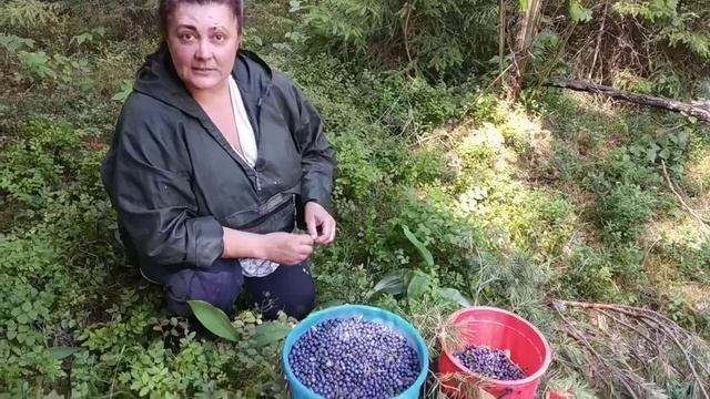 Вести из Леса! Мой черничный сезон смотреть онлайн