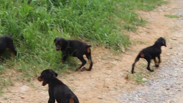 Doberman Pinscher Puppies For Sale смотреть онлайн