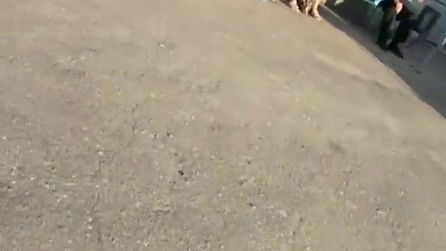 Акимовка. касса автовокзала закрыта. смотреть онлайн