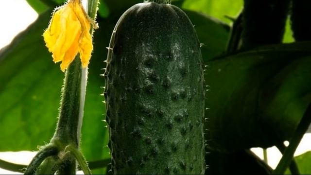 Как ухаживать за огурцами в теплице