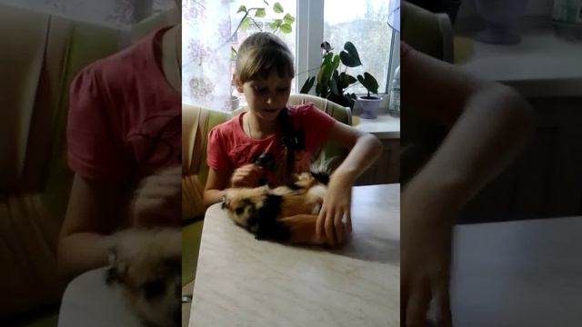 Моя морская свинка родила?! смотреть онлайн