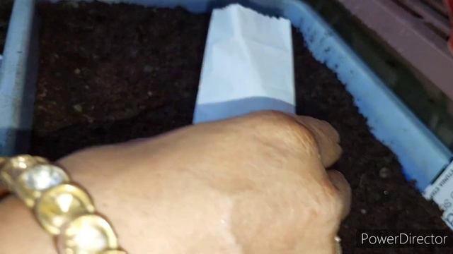 पिटुनिया को बीज से लगाने का सही तरीका / How to grow petunia from seeds смотреть онлайн