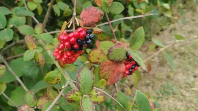 Trying Wayfarer berries (Viburnum lantana) смотреть онлайн