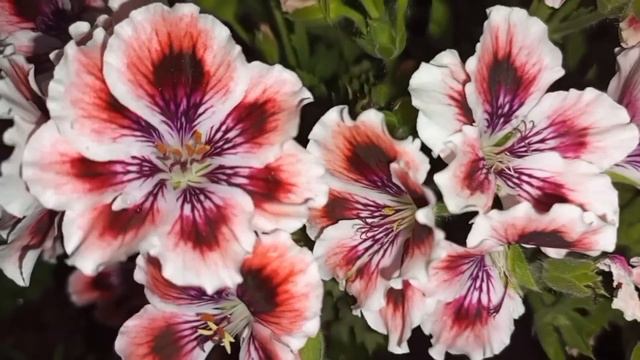 СУПЕР ПОЗДРАВЛЕНИЕ С ДНЕМ МЕДИКА 19 Июня День Медицинского Работника! смотреть онлайн