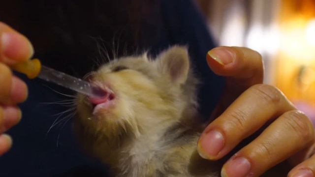 Молочко для котёнка. смотреть онлайн