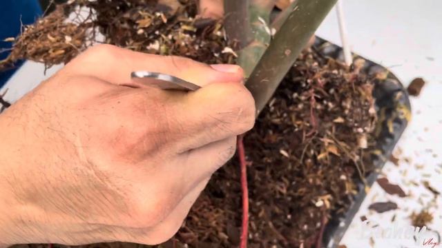 PROPAGATING MY CARAMEL MARBLE PHILODENDRON смотреть онлайн
