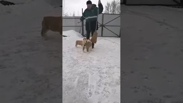 #алабаидогвилл Девочкм Севара и Сказка. 1,5 мес. Продаются. смотреть онлайн