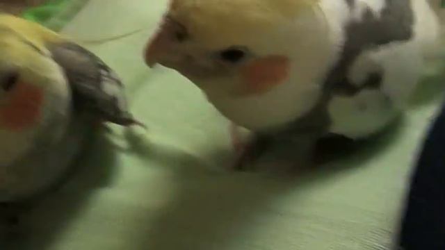 мои кореллы смотреть онлайн