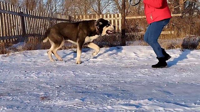 11 месяцев кобель САО продам. рост 87+ смотреть онлайн