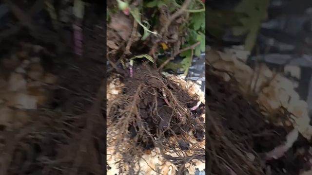отправка посылки смотреть онлайн