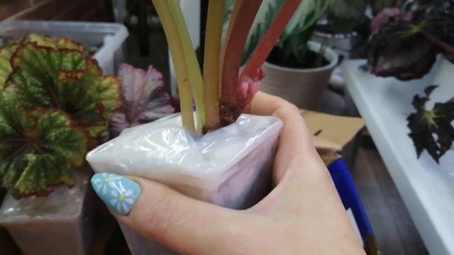 Посылка по обмену / Оазис миссис Смит смотреть онлайн