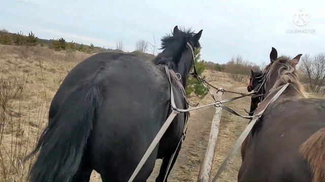 Нарубили лошадям сосновых веток, кладец витаминов, Ясминка 4й раз в шлее. смотреть онлайн