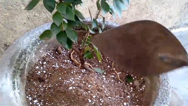 How to grow BOUGAINVILLEA bonsai /Grow thick trunk in big pot & repot in bonsai pot /Hindi and Urdu смотреть онлайн