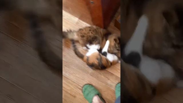 Эпичные бои. Кошка с котенком дерутся смотреть онлайн