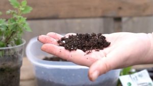 Черенкование хризантемы мультифлора. Размножение хризантемы.