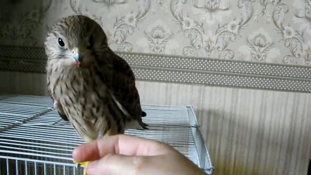 Наш юный соколок пустельга. смотреть онлайн