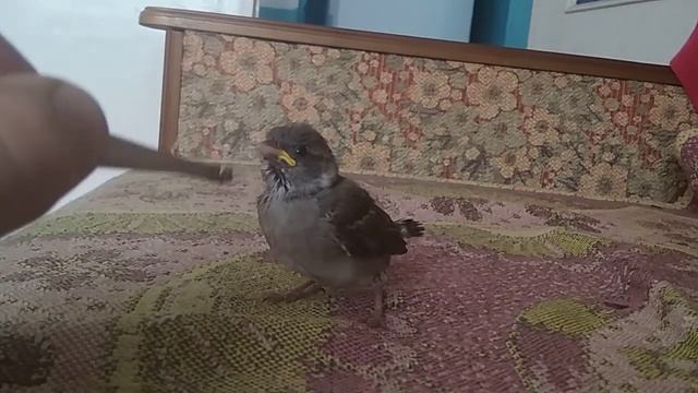 Кормление воробья насекомыми смотреть онлайн