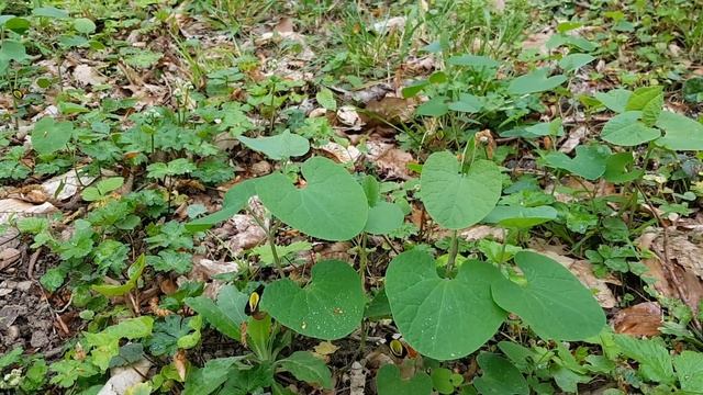 Кирказон Штейпа | Жизнь в Адлере смотреть онлайн