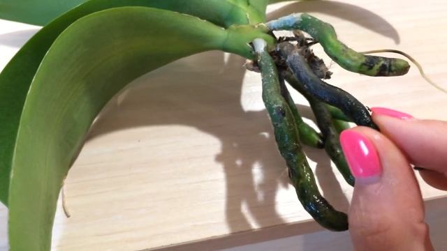 Белая паутинка на корнях орхидеи. Вредна ли она для орхидеи? Содержание орхидеи в воде без просушки смотреть онлайн