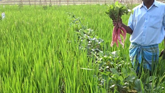 Intercropping vegetables in waterlogged rice field using gunny bags смотреть онлайн