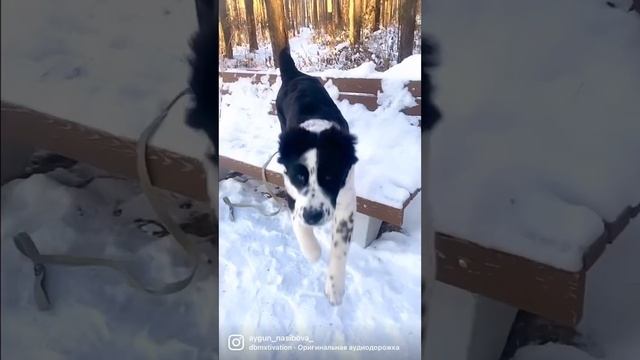 До конца !?Цезарь щенок Алабая 3 мес и 5 месяцев #alabai #алабай #щенок #5месяцев #3месяца #mydog смотреть онлайн