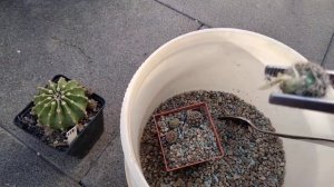 Пересадка кактусов,отделение деток пинцетом..Обновляем кактусы.Цереус подрос.