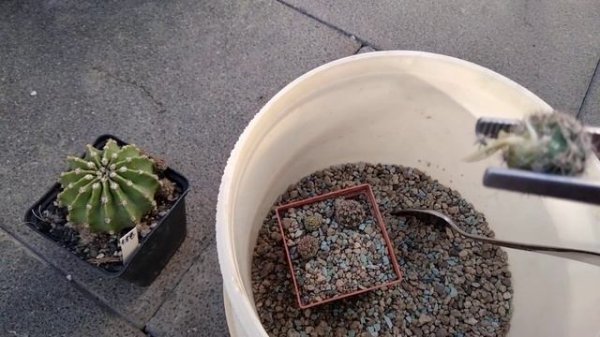 Пересадка кактусов,отделение деток пинцетом..Обновляем кактусы.Цереус подрос.