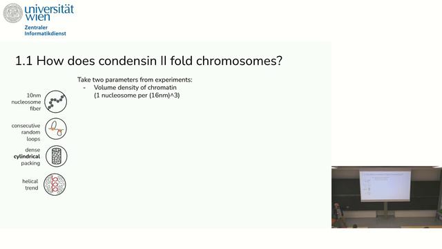 Anton Goloborodko - Sister chromatid cohesion is asymmetric смотреть онлайн