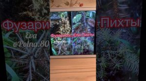 ?СПАСАЕМ ХВОЙНЫЕ ПОСЛЕ ЗИМЫ? Обработки весной.