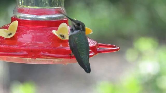 Broad-tailed Hummingbird (Selasphorus platycercus) at Feeder Liberty County Texas смотреть онлайн