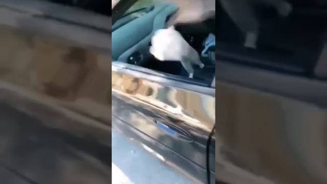 Best Funny ? Cats ? смотреть онлайн