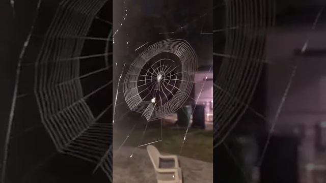 Паук плетёт паутину смотреть онлайн