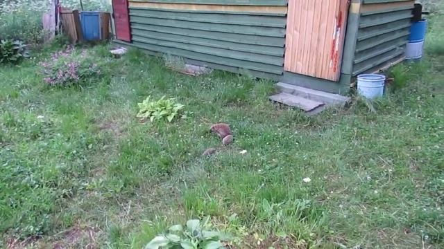 ЕЖИ на Даче смотреть онлайн