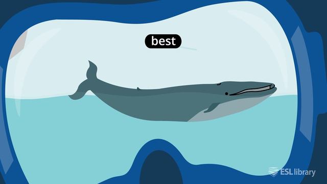 A Whale with a Veil – Phonics Stories смотреть онлайн