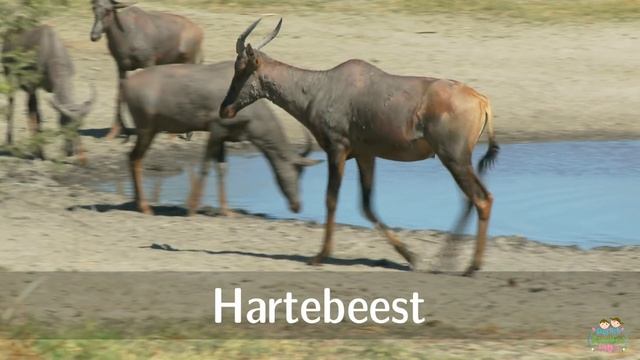 African Animals for Children with pronunciation (and videos) смотреть онлайн
