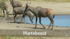 African Animals for Children with pronunciation (and videos)