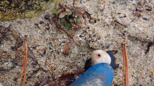 Finding Alien looking plants? | Inspiration for design from the seashore | A New Year a New Goal