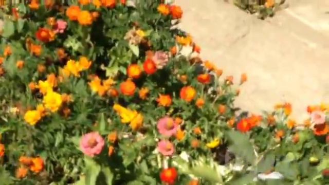 А вы любите природу?)🍀 смотреть онлайн