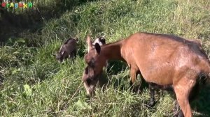 ДОМАШНИЕ ЖИВОТНЫЕ и их ДЕТИ - Как ГОВОРЯТ животные - Развивающее ВИДЕО домашние животные ДЛЯ ДЕТЕЙ