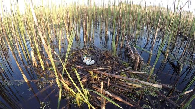 Колония чомг 160503 4k Новомичуринск 160510 GP3 гнездо с расклеванными яйцами Лысуха поблизости смотреть онлайн