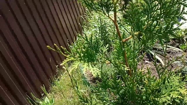 Стрижка туи западной брабант. Подкормка. смотреть онлайн