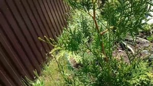 Стрижка туи западной брабант. Подкормка.